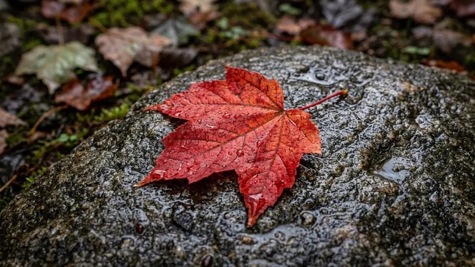 a red maple leaf on wet stone, macro, photorealistic